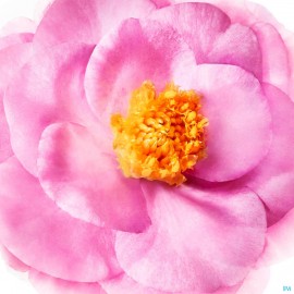 Nuxe Hair Shampoo 200ml